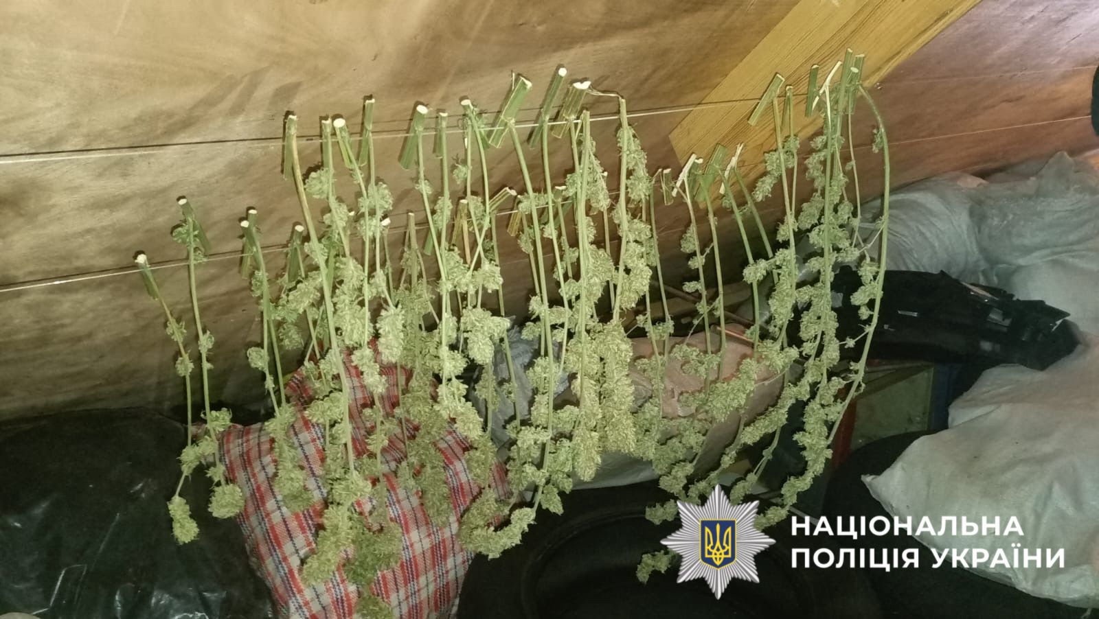 На фотографії зображено виявлені та вилучені наркотичні засоби, які чоловік вирощував та зберігав з метою подальшого збуту.