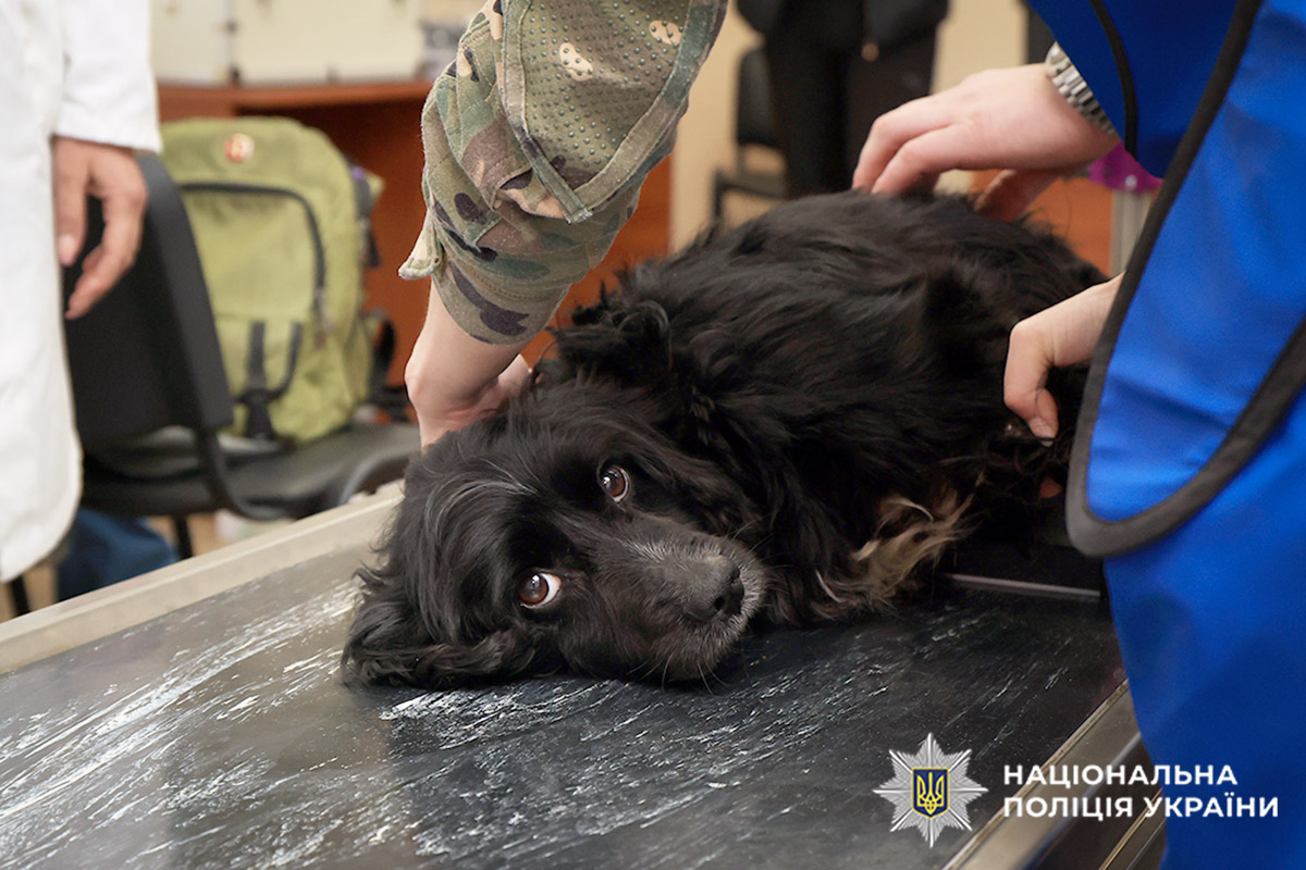 Значну увагу приділили і наданню первинної допомоги службовим собакам при вогнепальних та осколкових пораненнях
