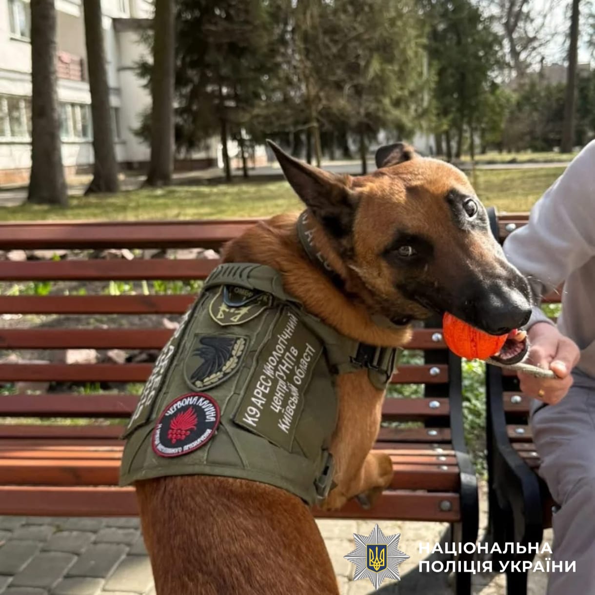На фотографії зображено службову собаку поліції Київщини, залучену до відвідування захисників на реабілітації.