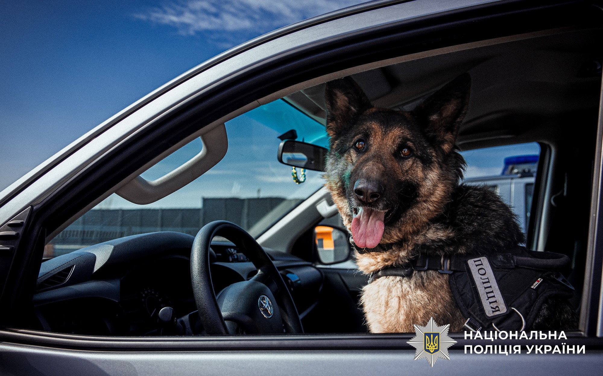 Майже 900 службових собак: як працює кінологічна служба Нацполіції