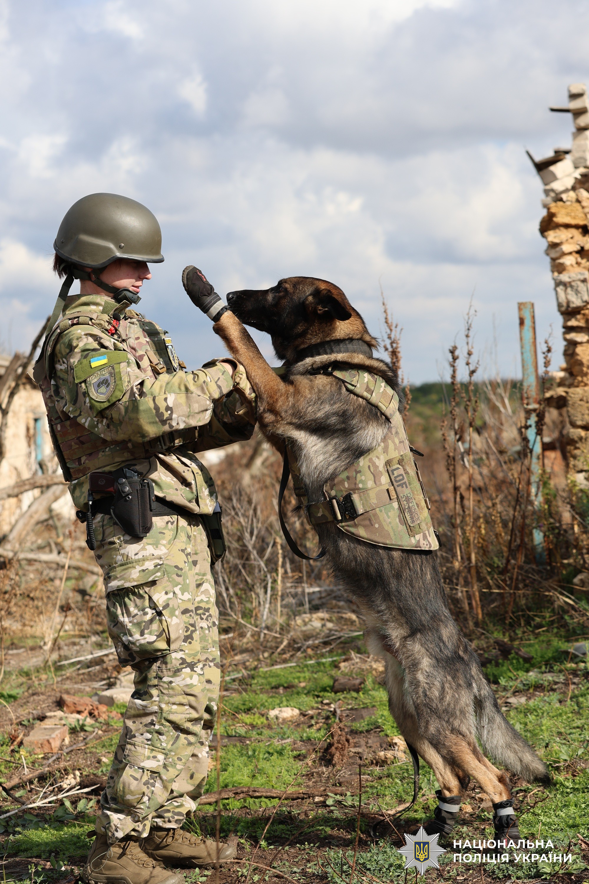 Майже 900 службових собак: як працює кінологічна служба Нацполіції