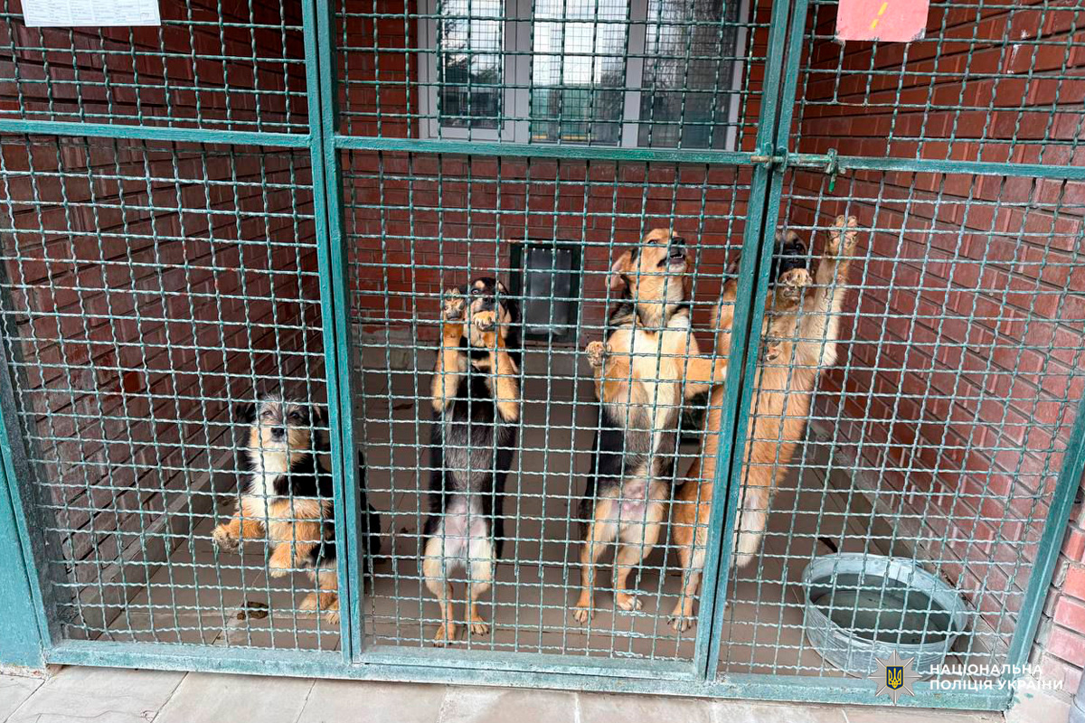 Чотири собаки у металевому вольєрі з сіткою, стоять на задніх лапах, тримаючись передніми за решітку; на підлозі металева миска з водою, фон — цегляна стіна та вікно з ґратами.