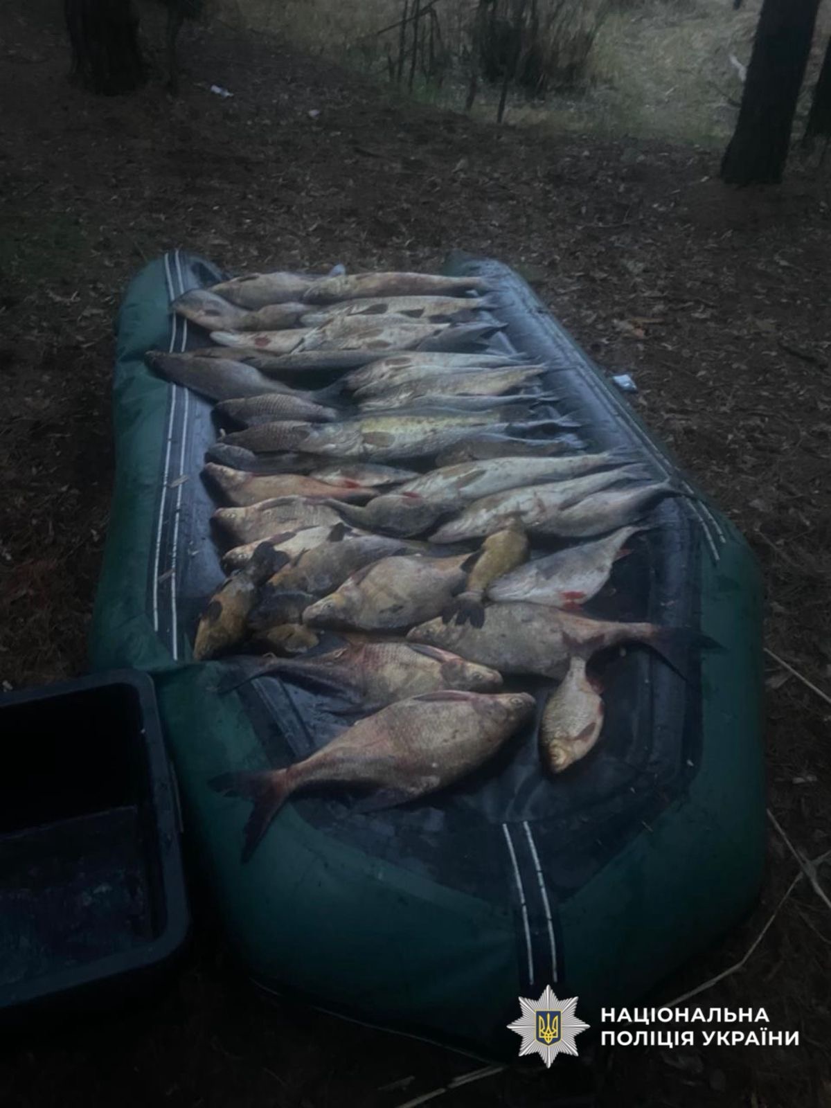 На фото зображена риба