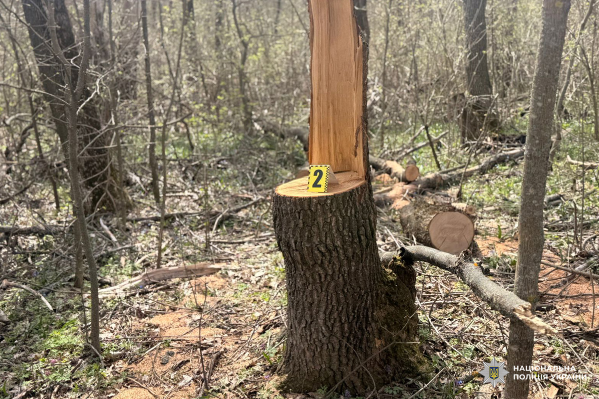 Пень дерева з маркером доказів №2, задокументований поліцією України під час огляду місця події.