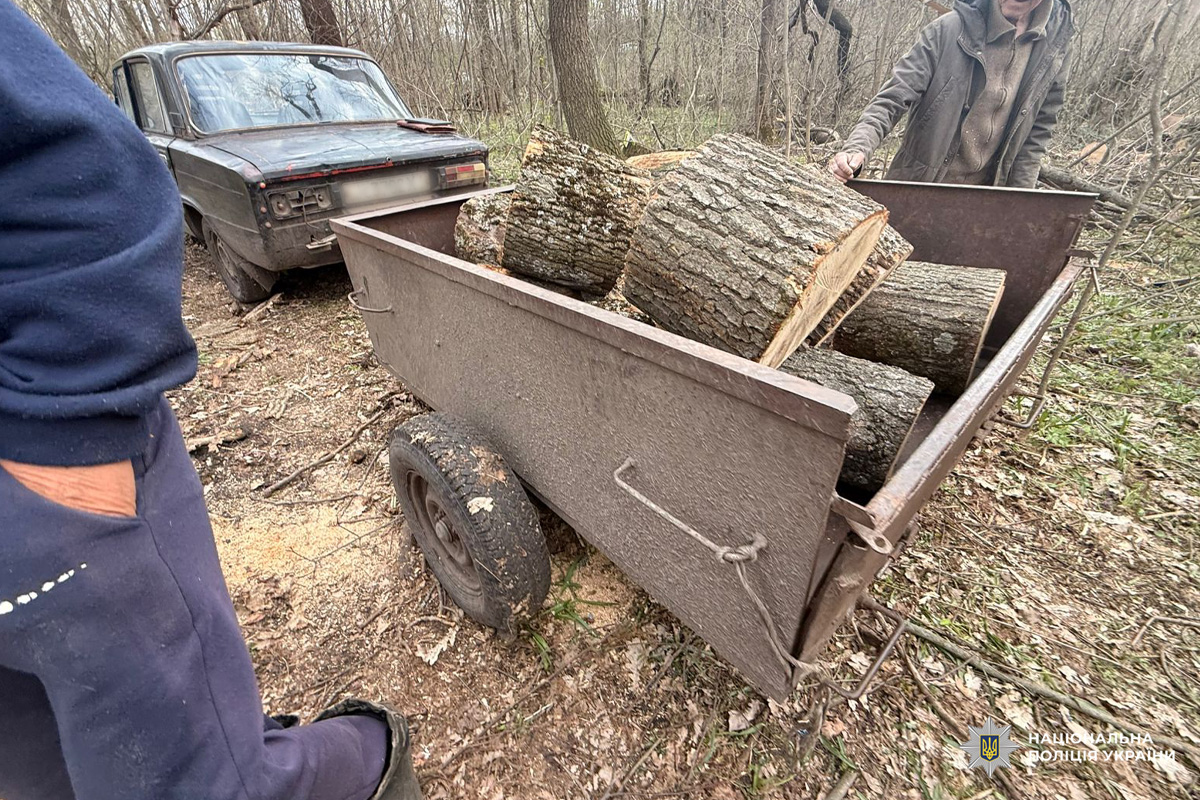 Ржавий причіп, заповнений великими колодами, приєднаний до старого автомобіля у лісовій місцевості.