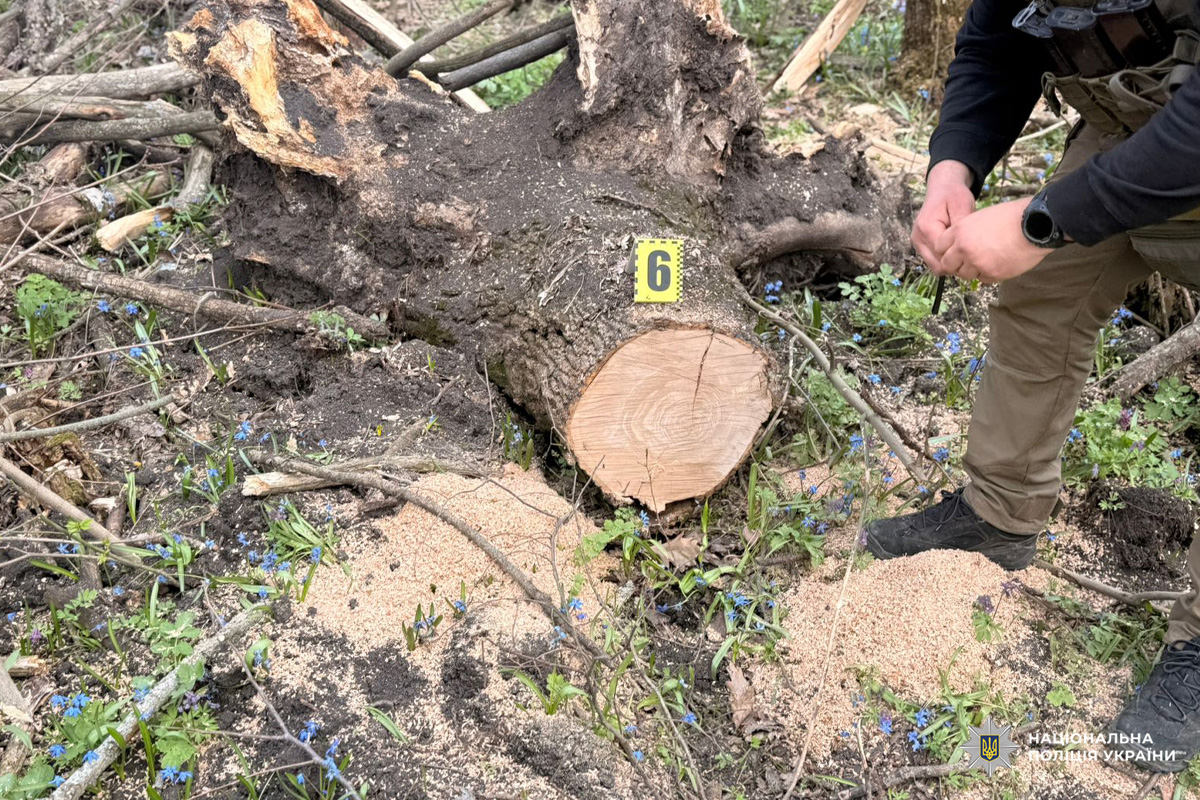 Свіжозрізаний стовбур із жовтим маркером №6, поруч людина оглядає місце серед тирси та рослин.