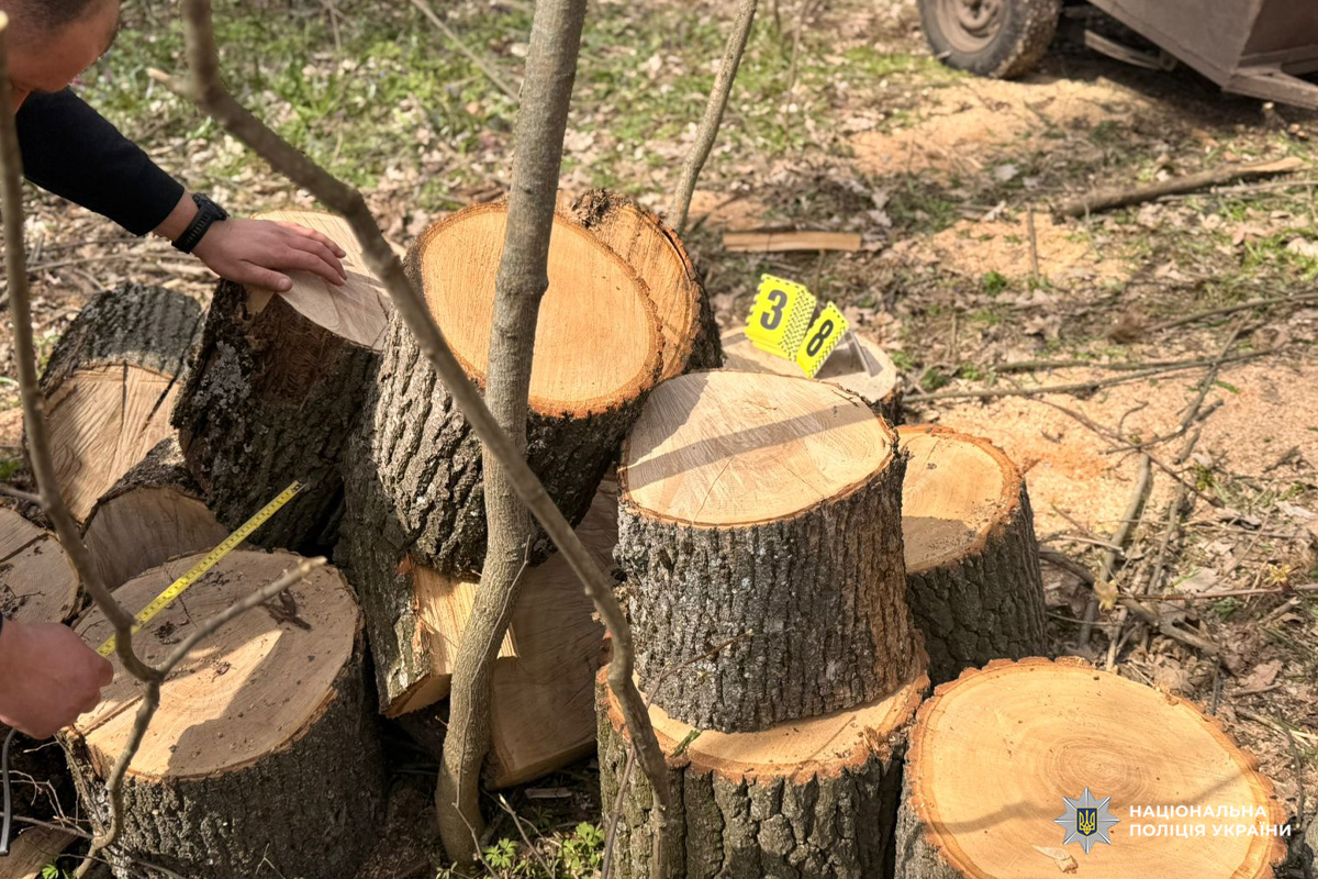 Свіжозрізані колоди на землі, поруч людина вимірює одну з них рулеткою; видно маркери №3 та №8.