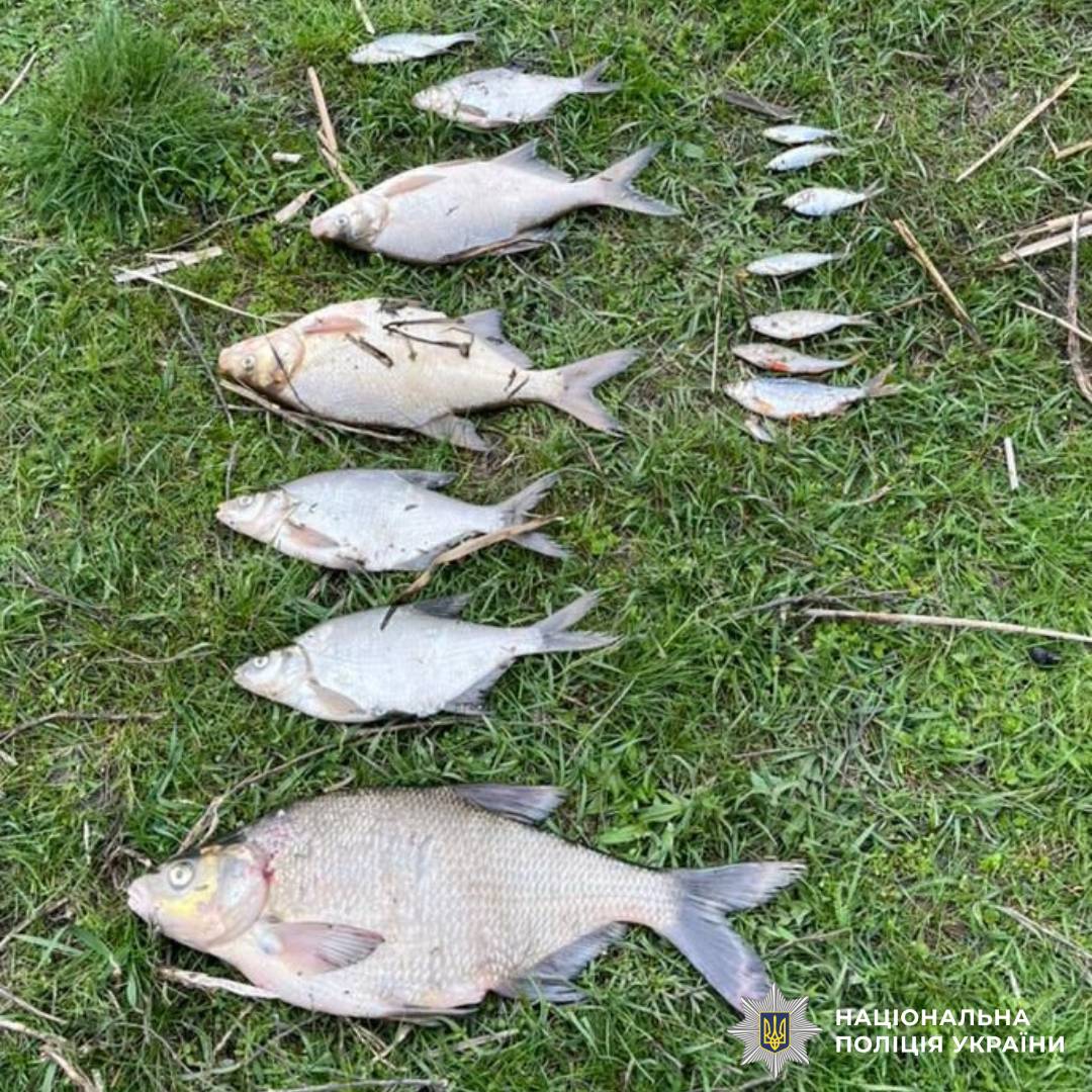 На Харківщині поліція розслідує факт масової загибелі риби у водоймі