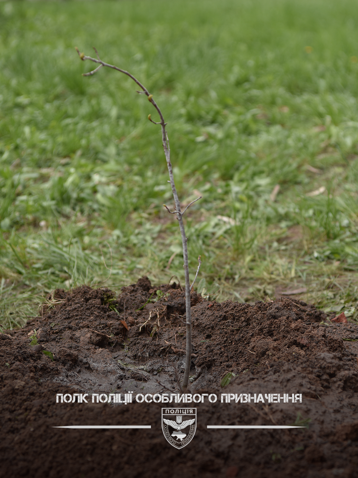 Молоде деревце висаджене в ґрунт, поруч емблема Полку поліції особливого призначення.