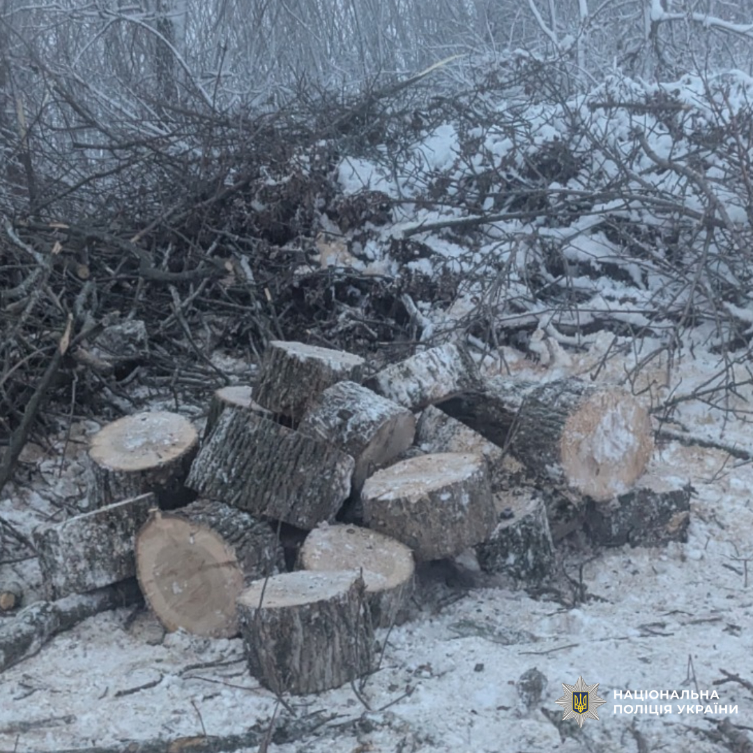 Поліцейські викрили незаконну порубку дерев на Харківщині та повідомили фігурантам про підозру