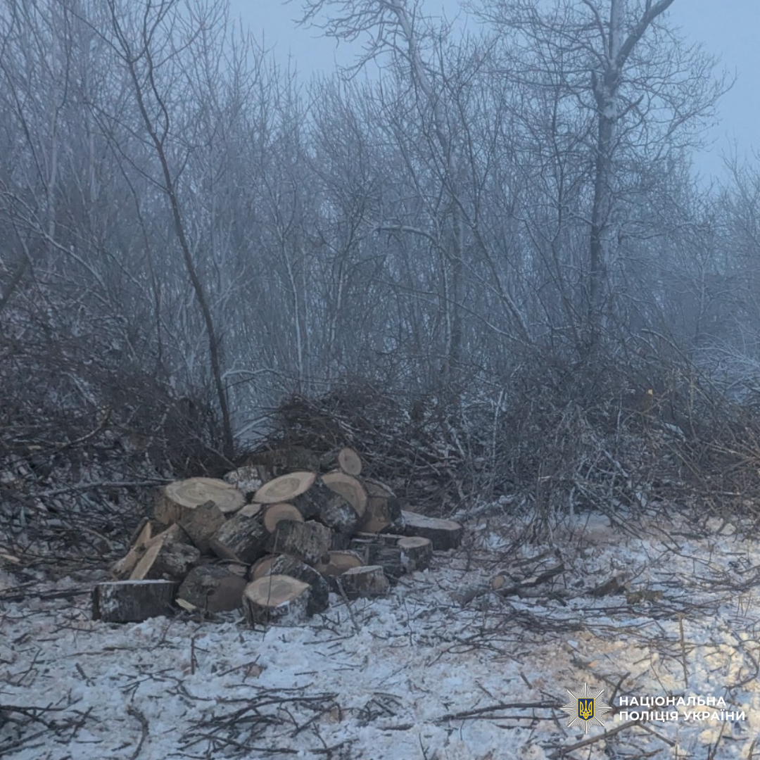 Поліцейські викрили незаконну порубку дерев на Харківщині та повідомили фігурантам про підозру