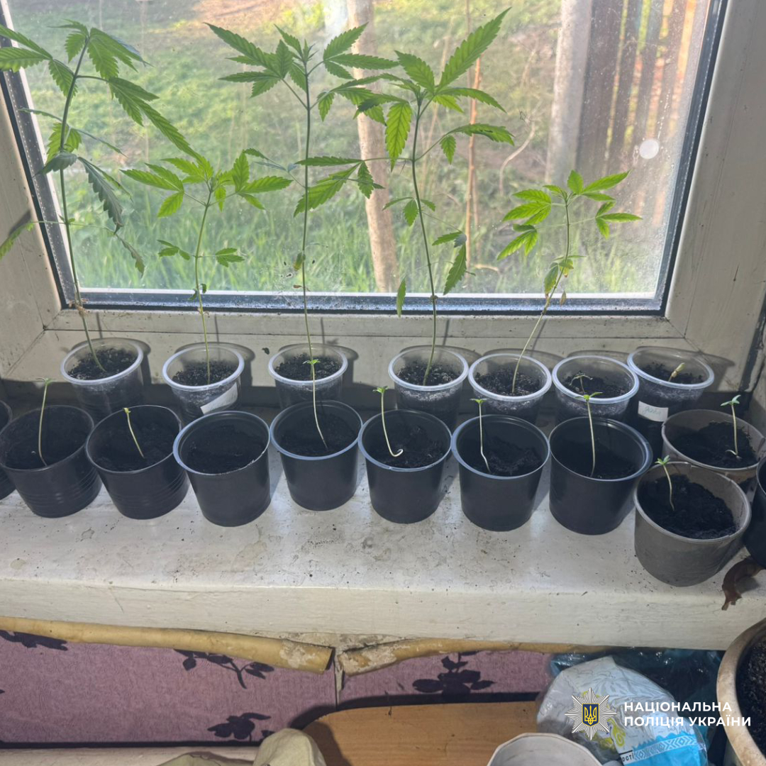У Нововодолазькій громаді поліцейські вилучили боєприпаси, зброю та нарковмісні рослини