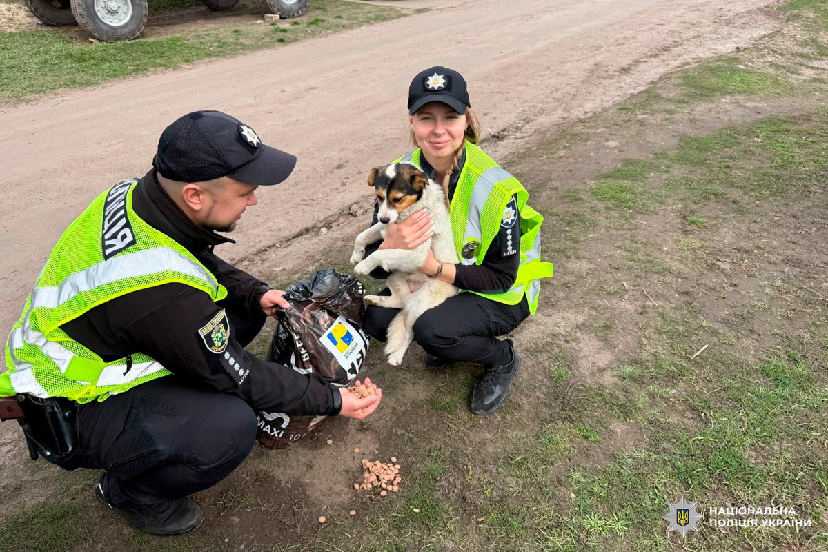 Двоє співробітників Національної поліції України у чорній формі та світловідбивних жилетах схилилися біля дороги, допомагаючи маленькому собаці. Один поліцейський насипає корм із пакета, а інша — тримає собаку на руках, лагідно підтримуючи його.