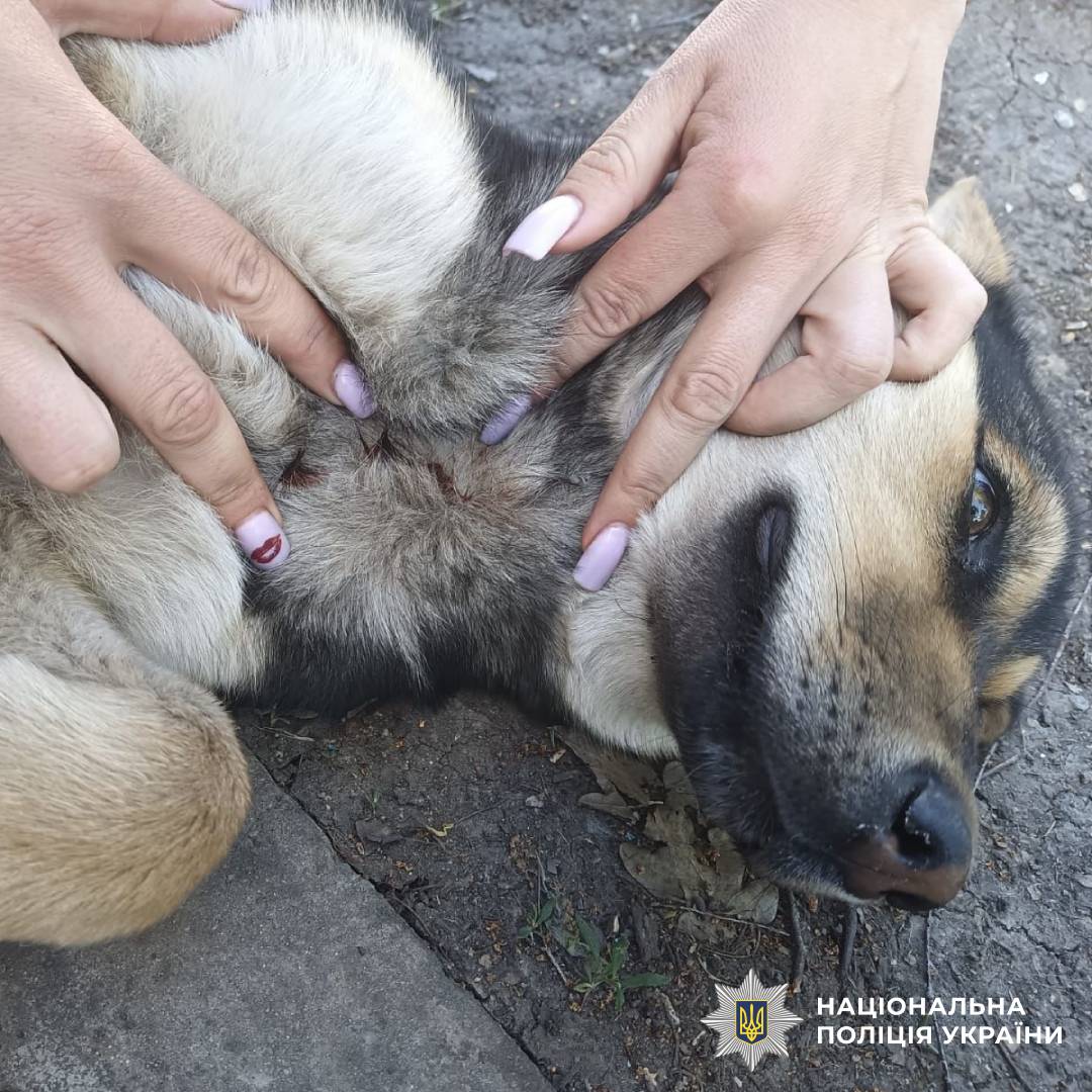 Поліцейські Берестинщини притягнули до відповідальності чоловіка за жорстоке поводження з твариною