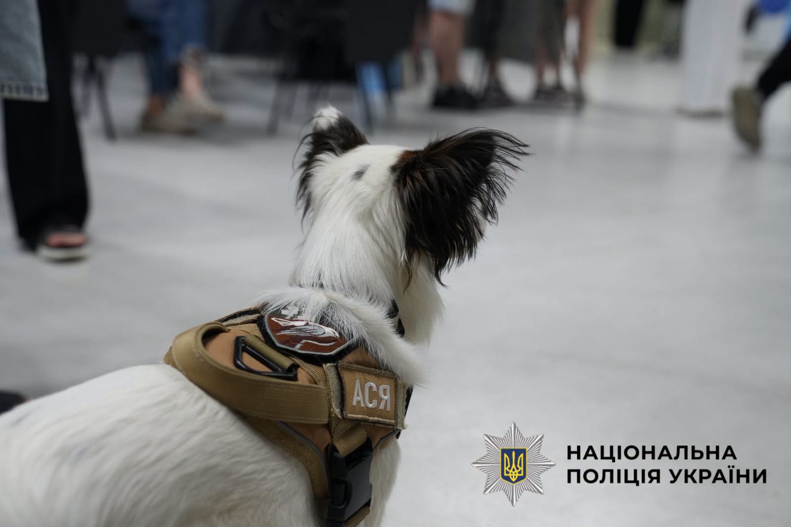 На фотографії зображено захід відкриття у Львові проєкту Unbroken Animals, у якому взяли участь поліцейські-кінологи Київщини.