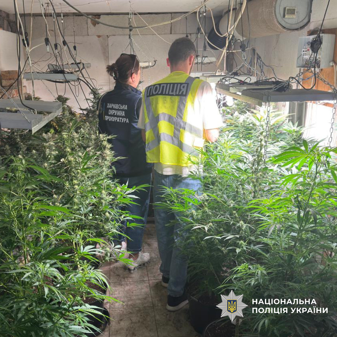 Понад 3,6 тисячі кущів конопель, майже 28 кілограмів канабісу та десятки затриманих: поліція Харківщини підбила проміжні підсумки спецоперації «Джентельмени»