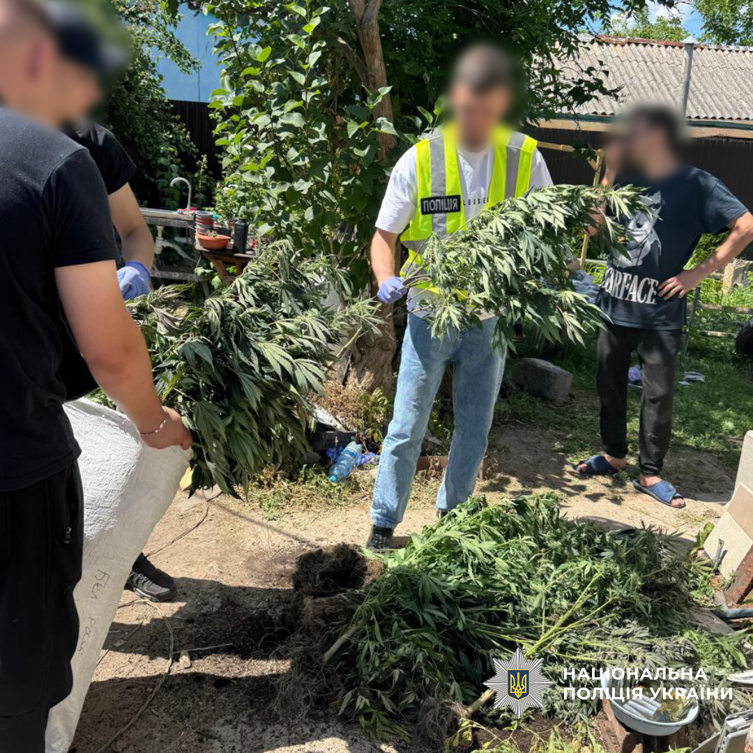 Понад 3,6 тисячі кущів конопель, майже 28 кілограмів канабісу та десятки затриманих: поліція Харківщини підбила проміжні підсумки спецоперації «Джентельмени»