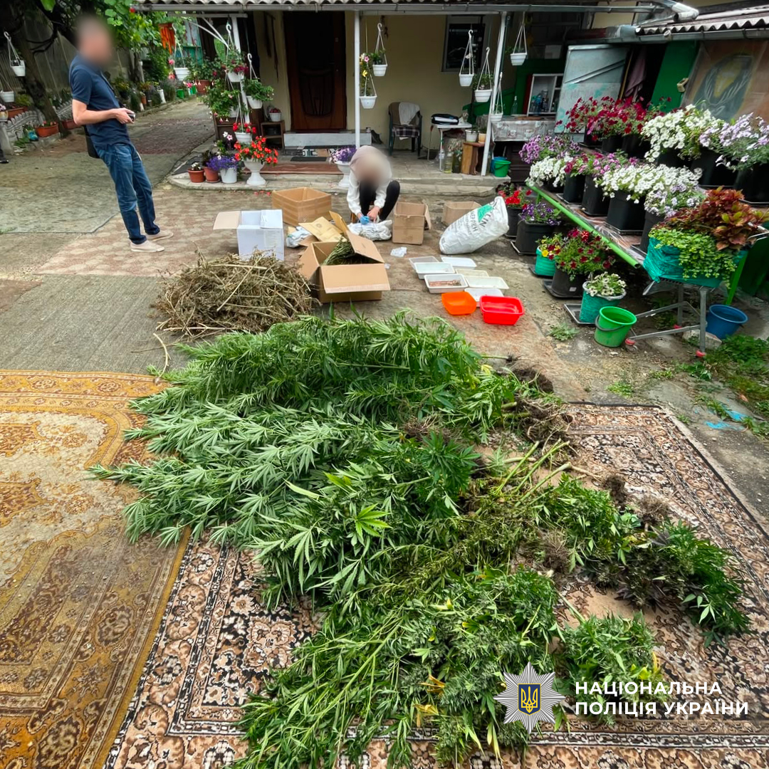 Понад 3,6 тисячі кущів конопель, майже 28 кілограмів канабісу та десятки затриманих: поліція Харківщини підбила проміжні підсумки спецоперації «Джентельмени»