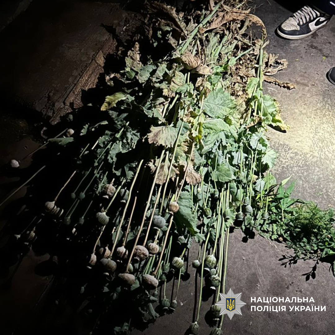 Понад 3,6 тисячі кущів конопель, майже 28 кілограмів канабісу та десятки затриманих: поліція Харківщини підбила проміжні підсумки спецоперації «Джентельмени»
