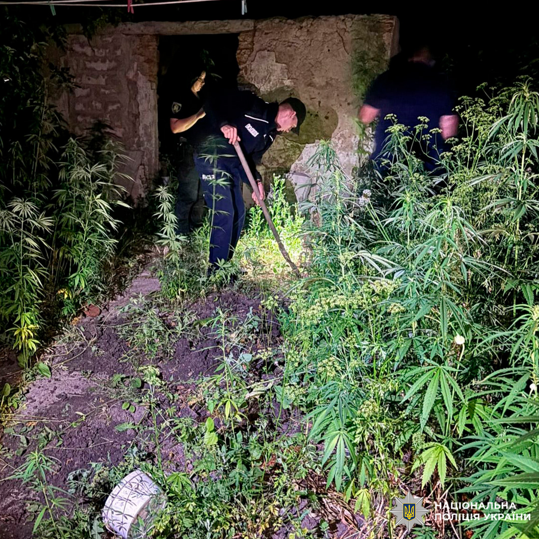 На Чугуївщині  поліцейські вилучили у місцевого мешканця понад півтисячі кущів маку та коноплі