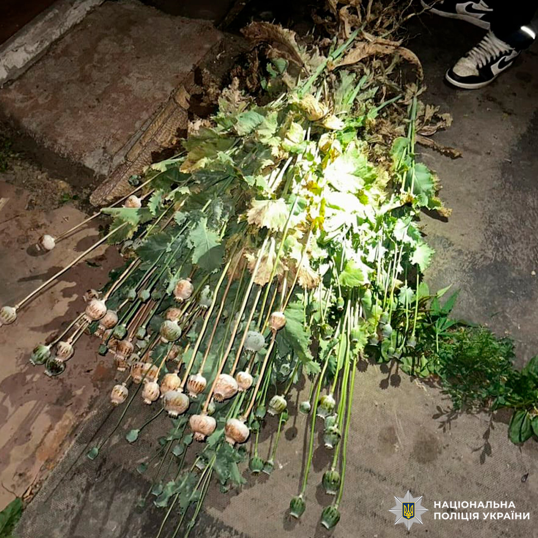 На Чугуївщині  поліцейські вилучили у місцевого мешканця понад півтисячі кущів маку та коноплі