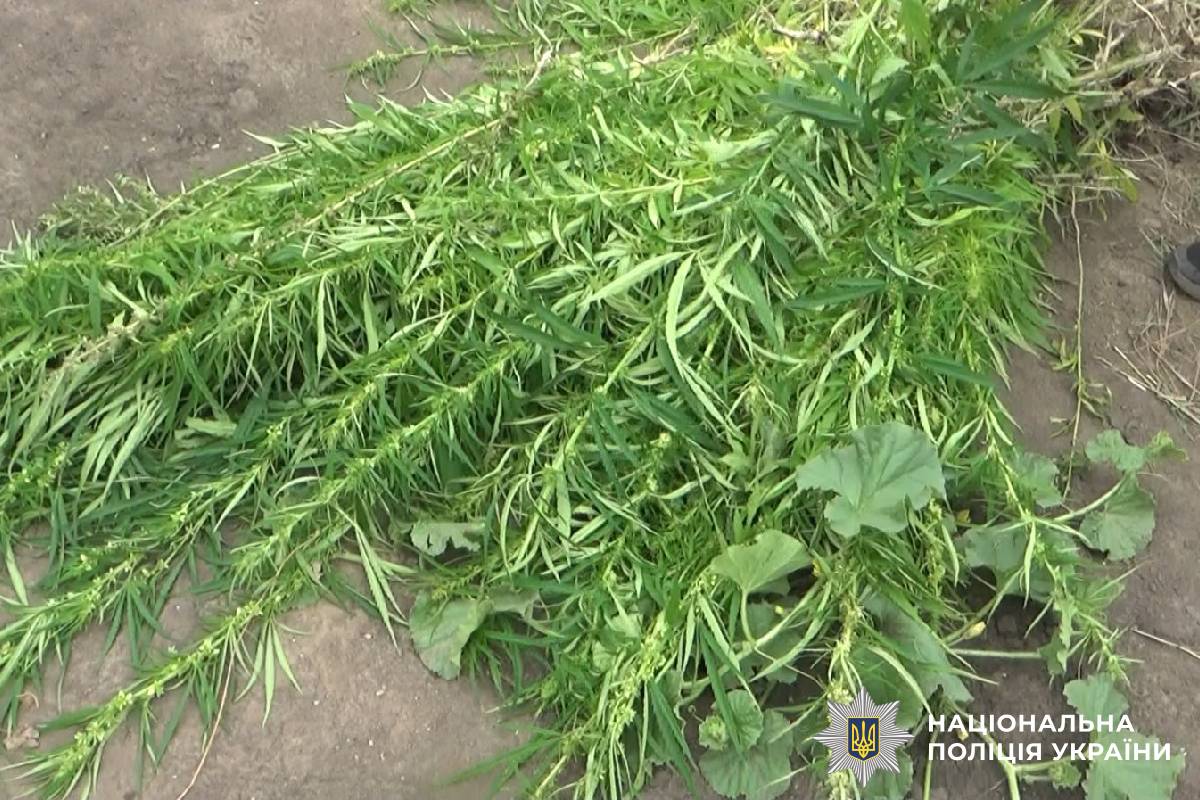 Слідчі Харківщини повідомили чоловіку про підозру у незаконному вирощуванні нарковмісних рослин
