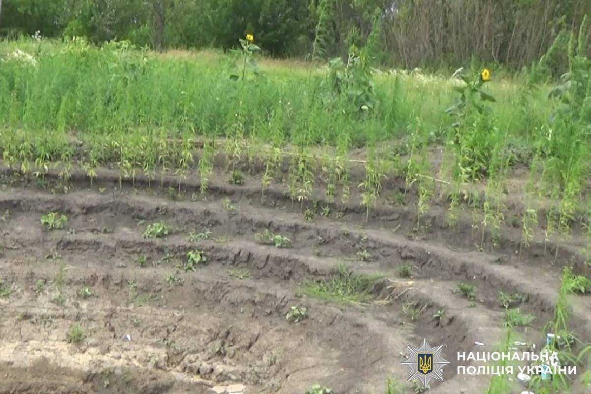 Слідчі Харківщини повідомили чоловіку про підозру у незаконному вирощуванні нарковмісних рослин