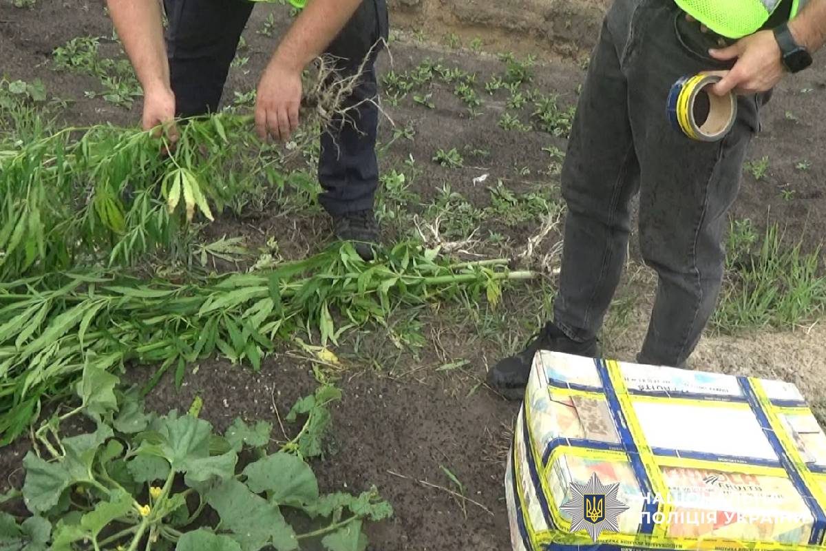 Слідчі Харківщини повідомили чоловіку про підозру у незаконному вирощуванні нарковмісних рослин