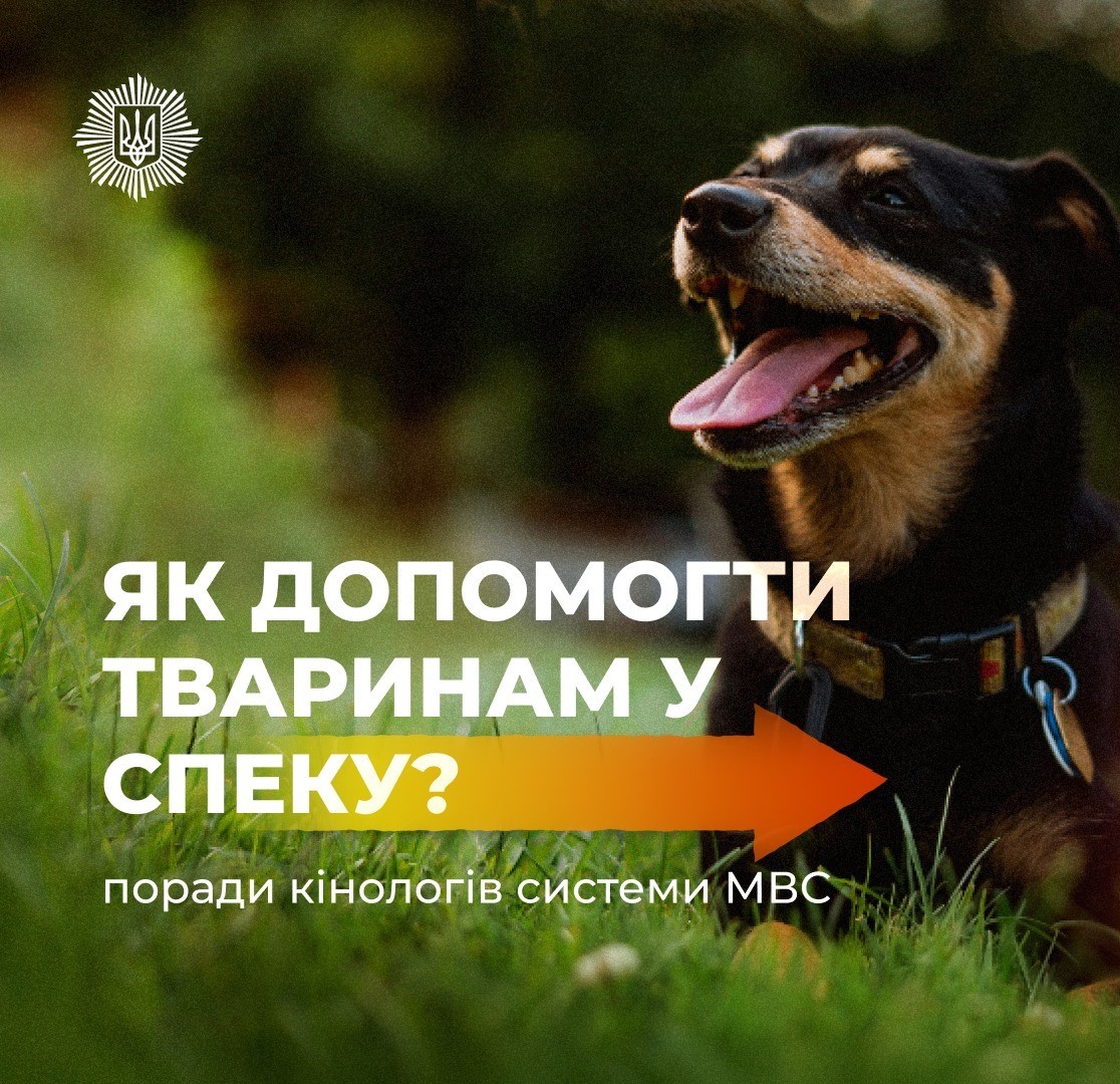 Як допомогти тваринам у спеку