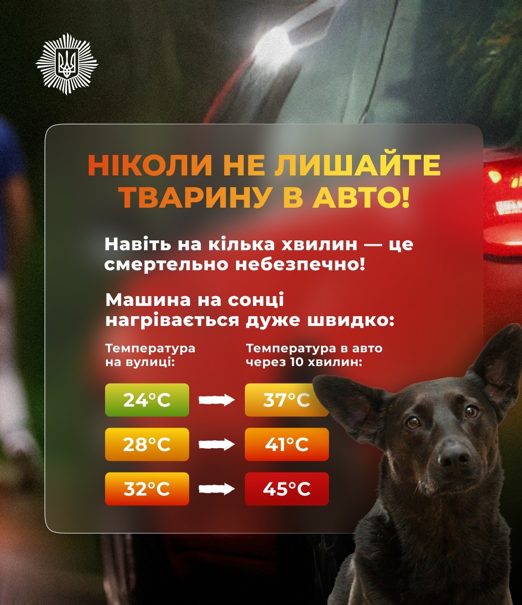 Як допомогти тваринам у спеку