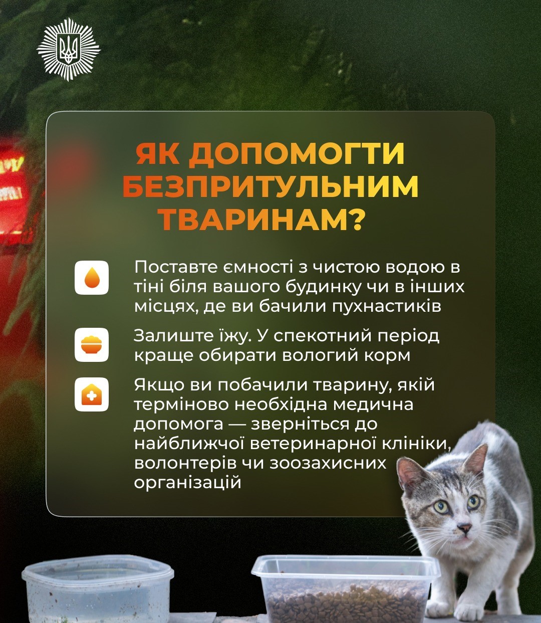 Як допомогти тваринам у спеку