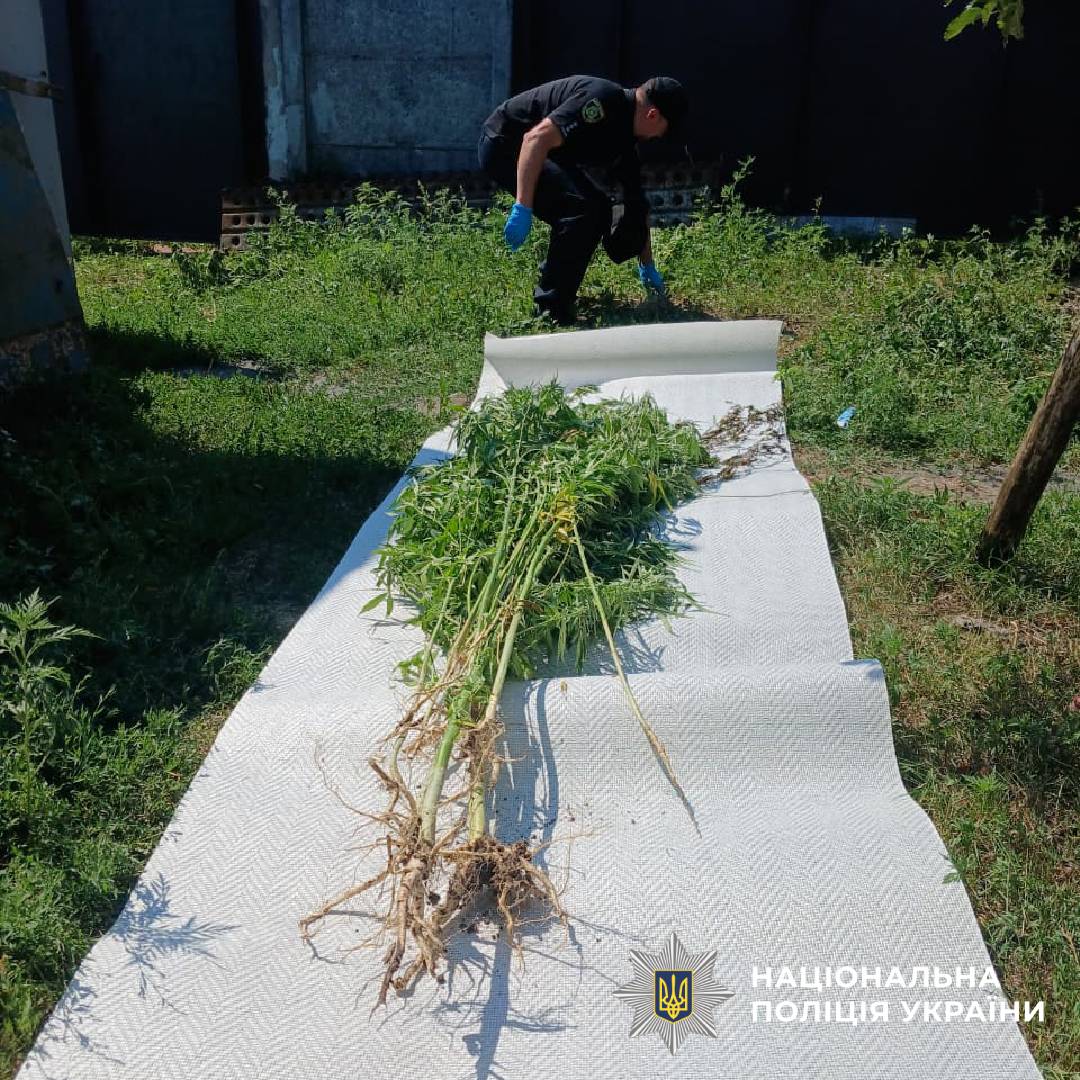 У Новопокровській громаді поліцейські Чугуївщини за допомогою дрона викрили чоловіка, який вирощував наркорослини
