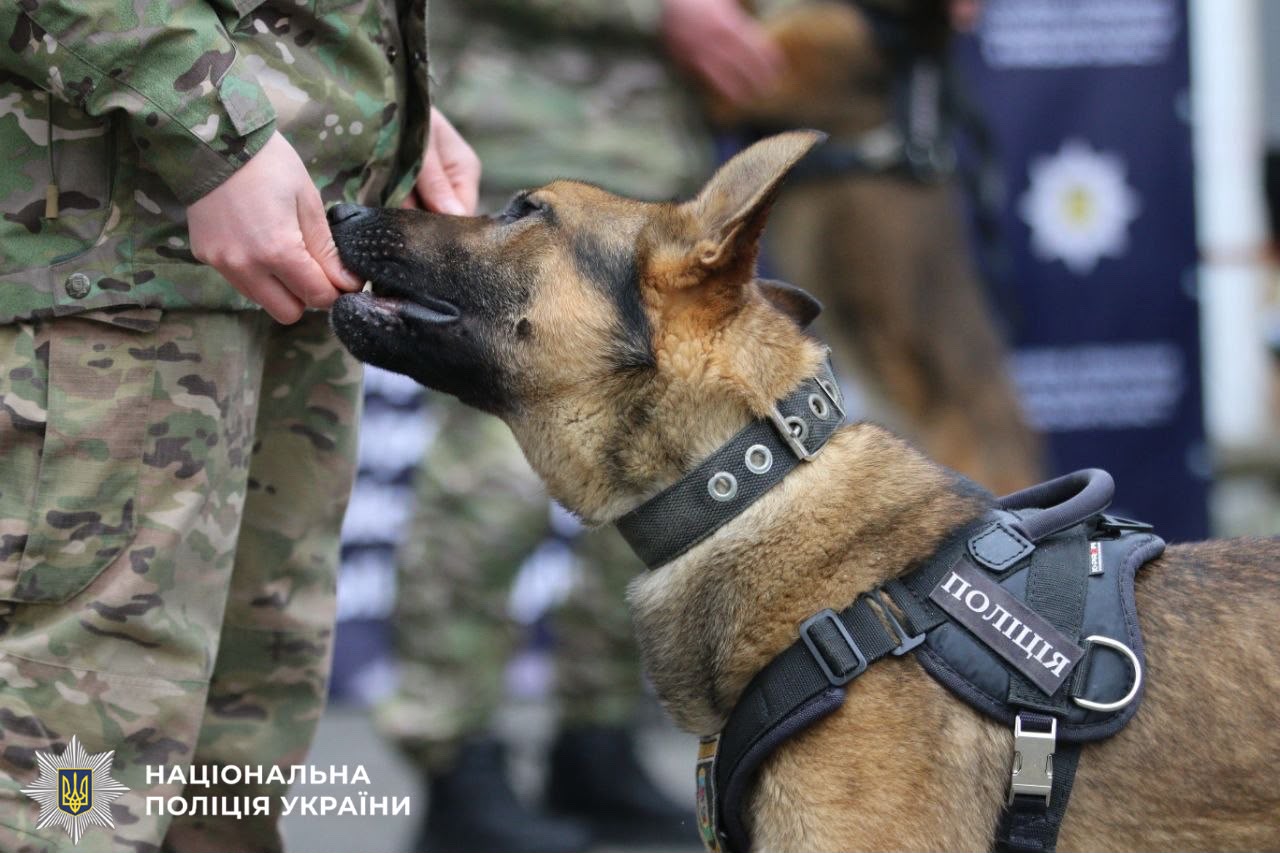 На фотографії зображено службову собаку поліції Київщини.