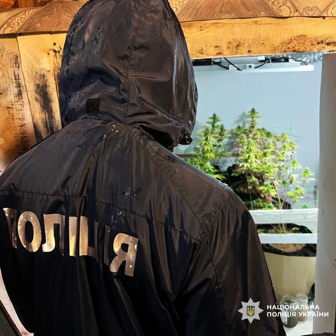Поліцейські Харківщини вилучили понад 62 кілограми канабісу та 803 кущі конопель під час загальнодержавної спецоперації «Джентельмени»