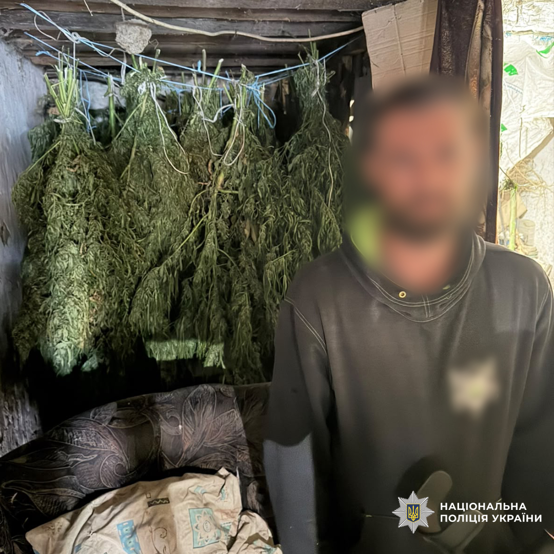 Поліцейські Харківщини вилучили понад 62 кілограми канабісу та 803 кущі конопель під час загальнодержавної спецоперації «Джентельмени»
