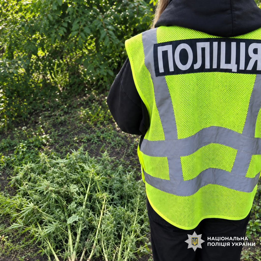 Поліцейські Харківщини вилучили понад 62 кілограми канабісу та 803 кущі конопель під час загальнодержавної спецоперації «Джентельмени»