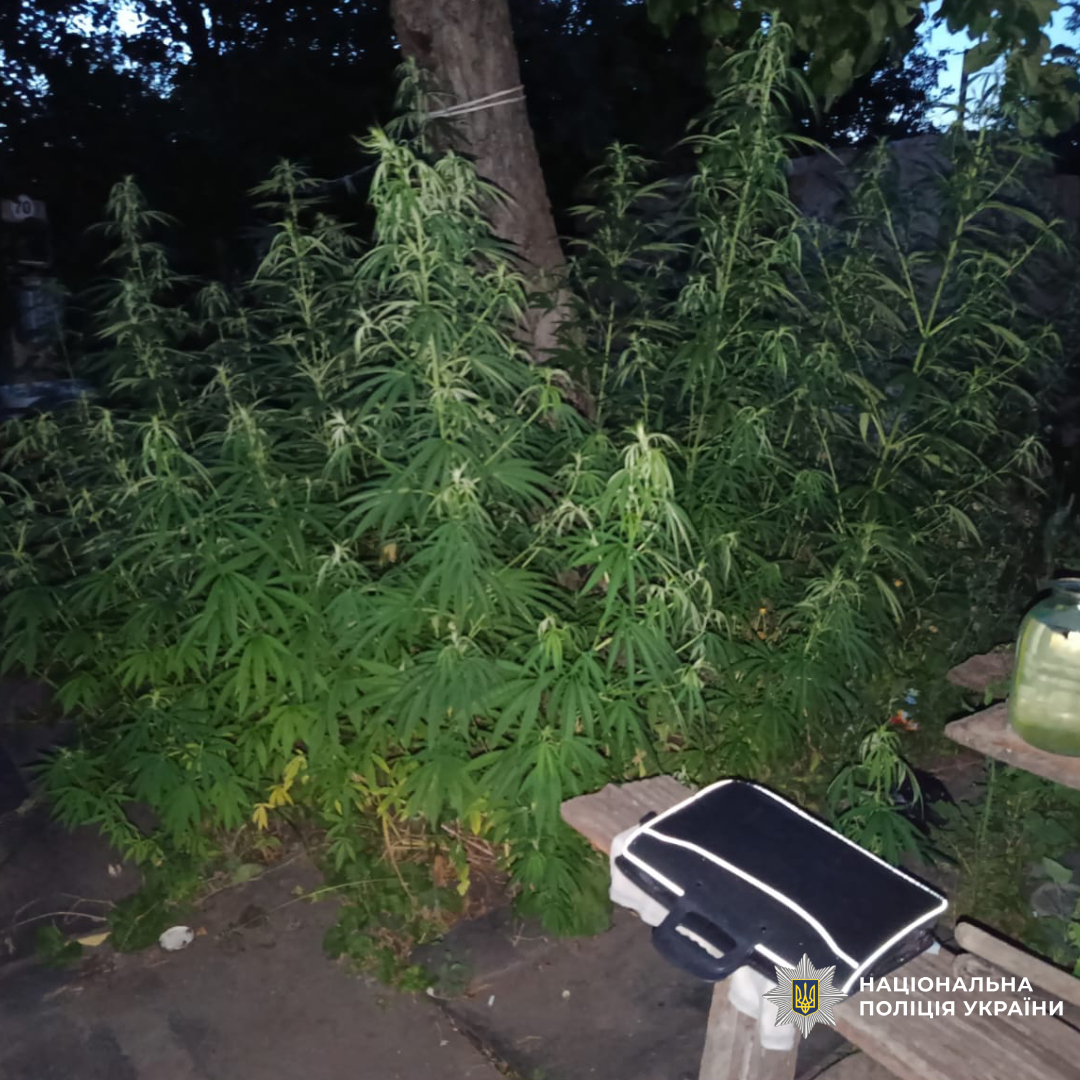 На Чугуївщині слідчі повідомили про підозру чоловіку, у якого вилучили понад півтисячі нарковмісних рослин