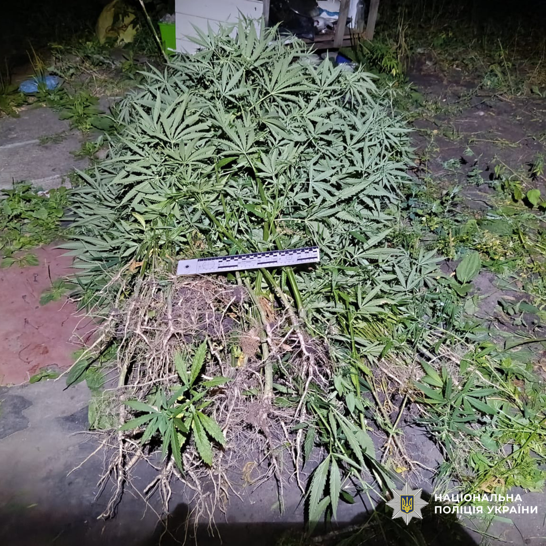 На Чугуївщині слідчі повідомили про підозру чоловіку, у якого вилучили понад півтисячі нарковмісних рослин