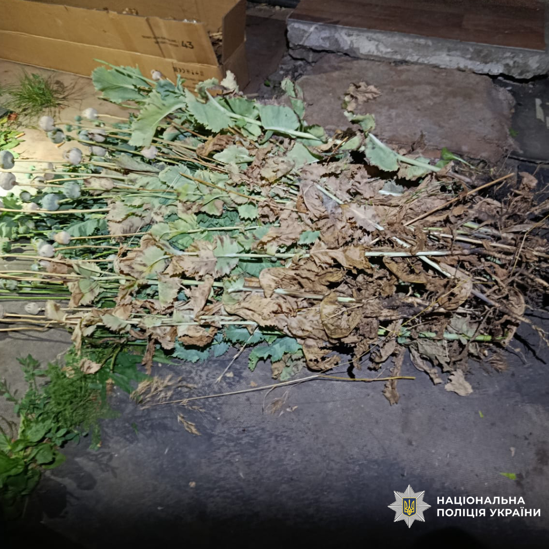 На Чугуївщині слідчі повідомили про підозру чоловіку, у якого вилучили понад півтисячі нарковмісних рослин