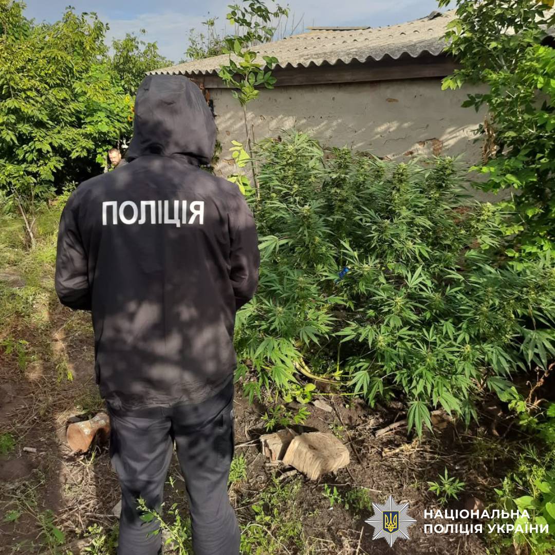 На Берестинщині поліцейські задокументували факт незаконного обігу наркотичних засобів