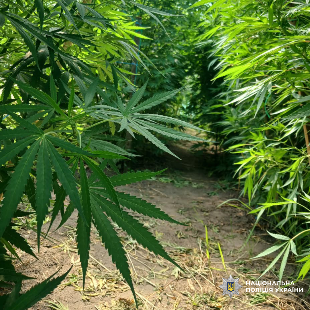 На Чугуївщині поліцейські припинили незаконну діяльність нарколабараторії та виявили плантацію конопель