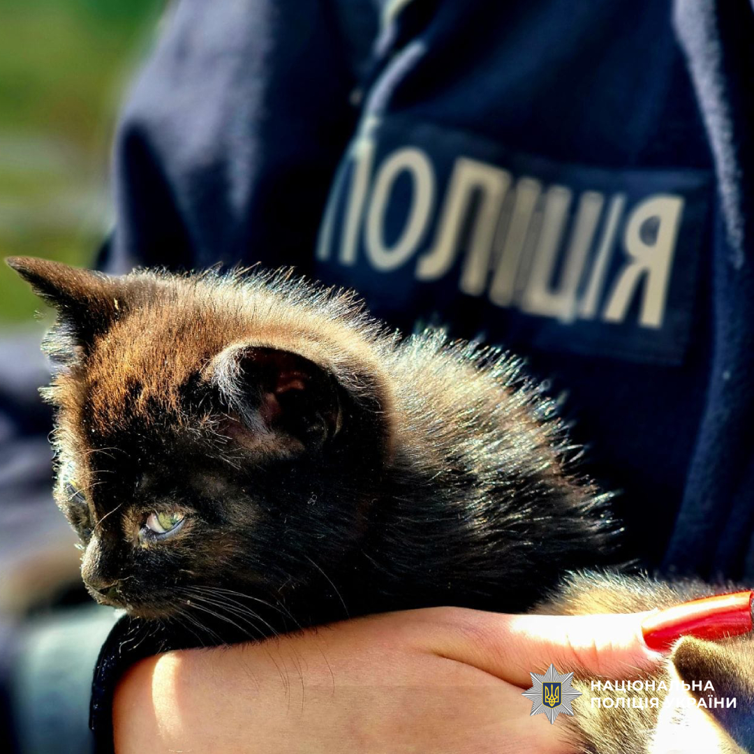 Візьми друга - врятуй життя: поліцейські Чугуївщини допомагають  кошенятам знайти дім