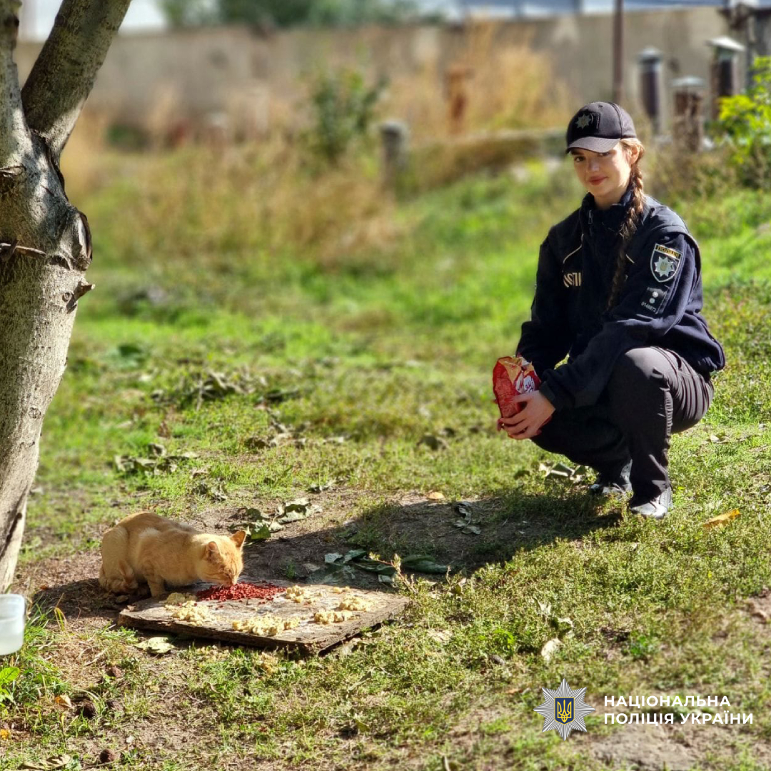 Візьми друга - врятуй життя: поліцейські Чугуївщини допомагають  кошенятам знайти дім