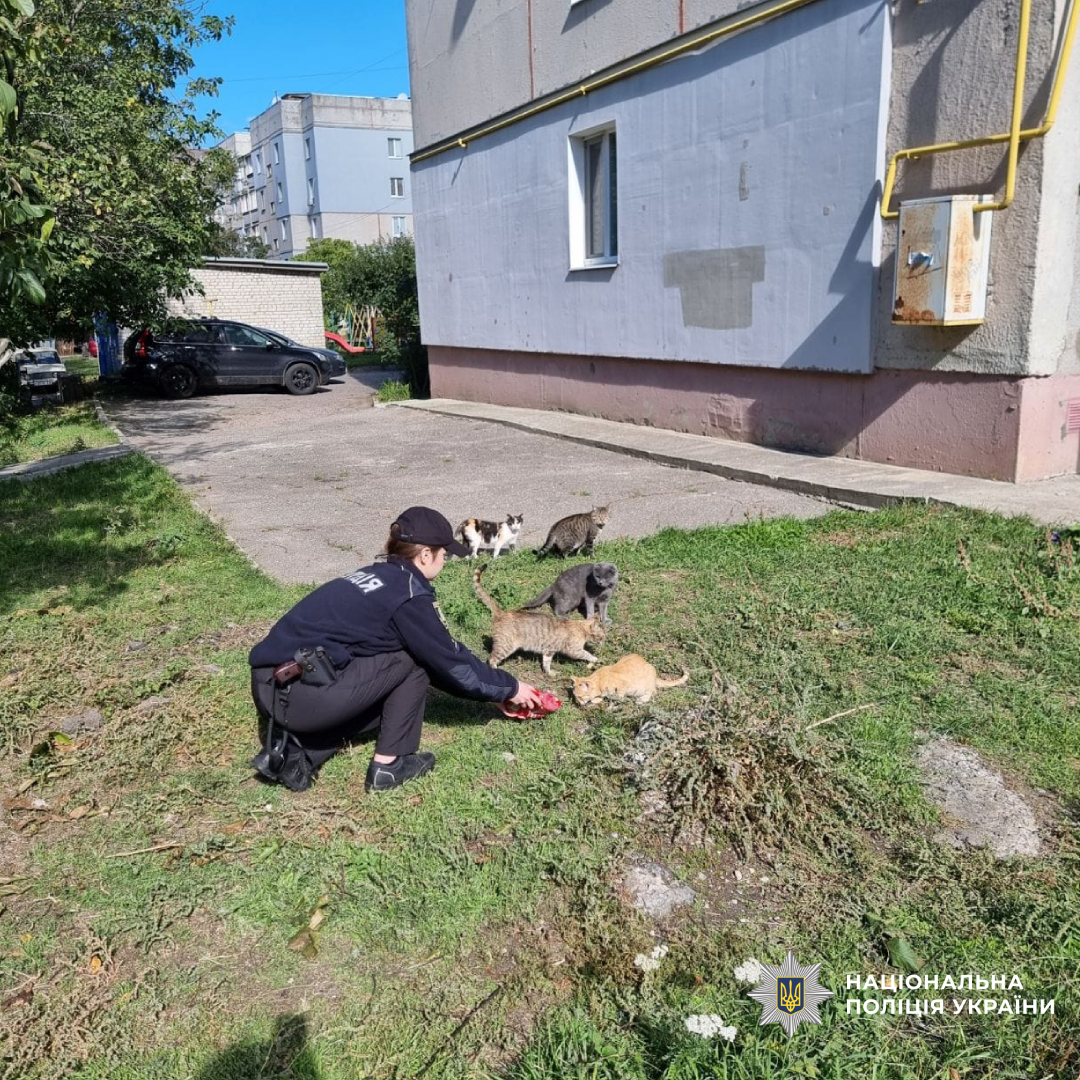 Візьми друга - врятуй життя: поліцейські Чугуївщини допомагають  кошенятам знайти дім