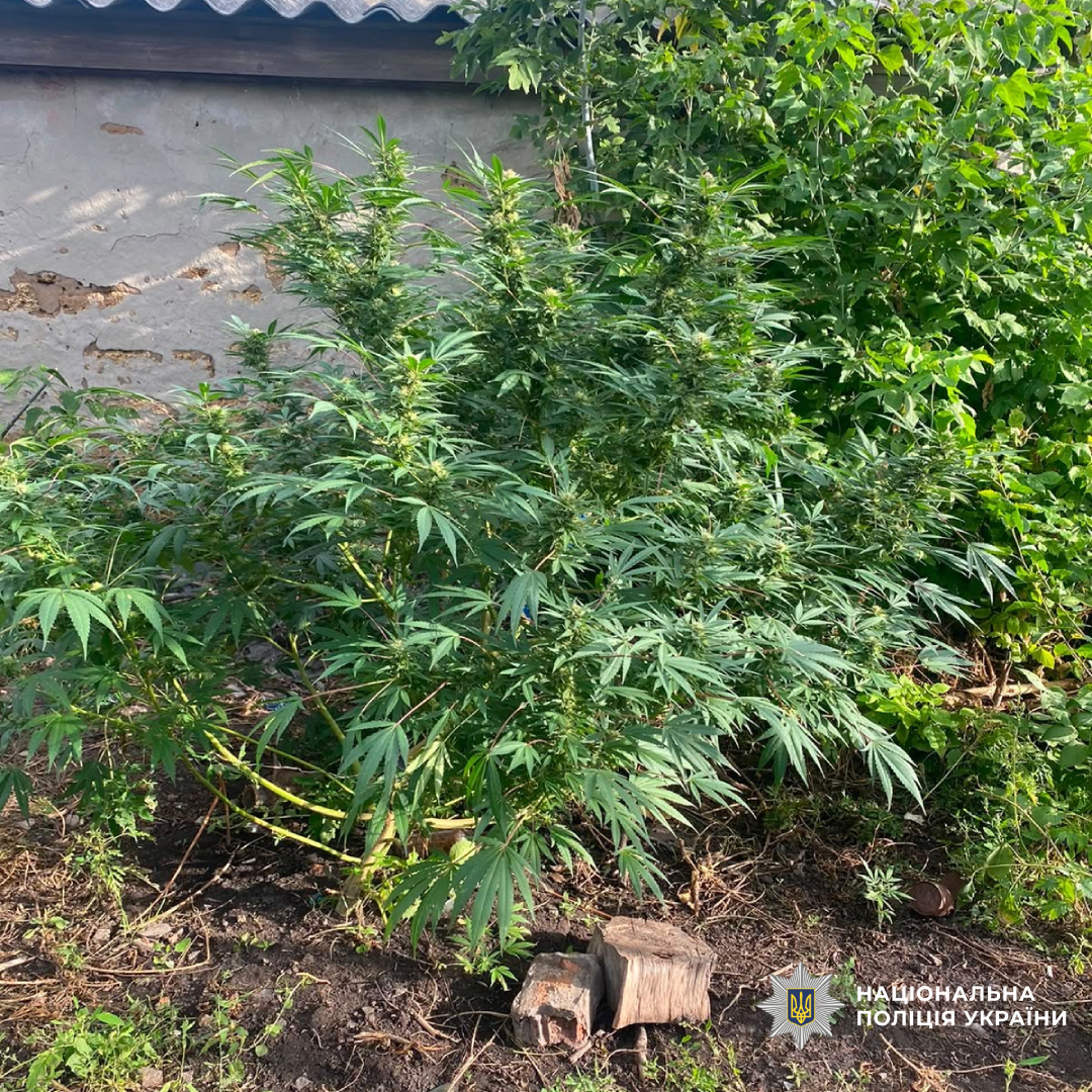 На Харківщині поліцейські припинили незаконне вирощування конопель та зберігання канабісу