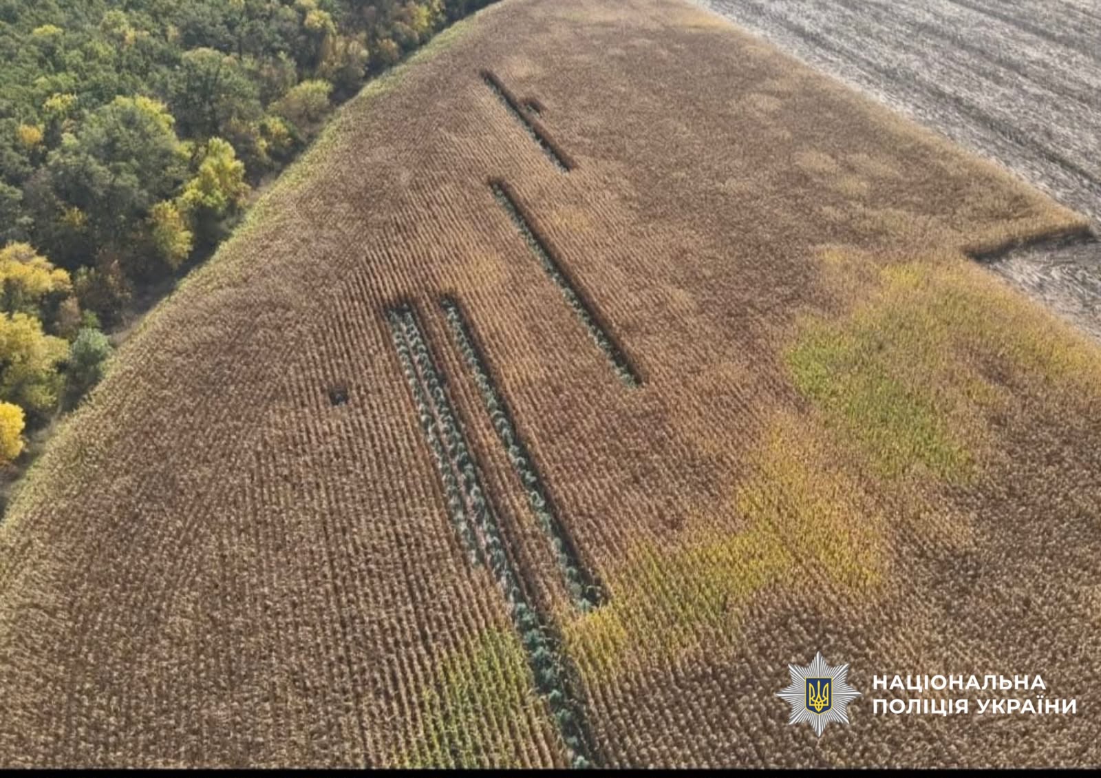 На фото земельна ділянка, де вирощували рослини. Фото зверху.