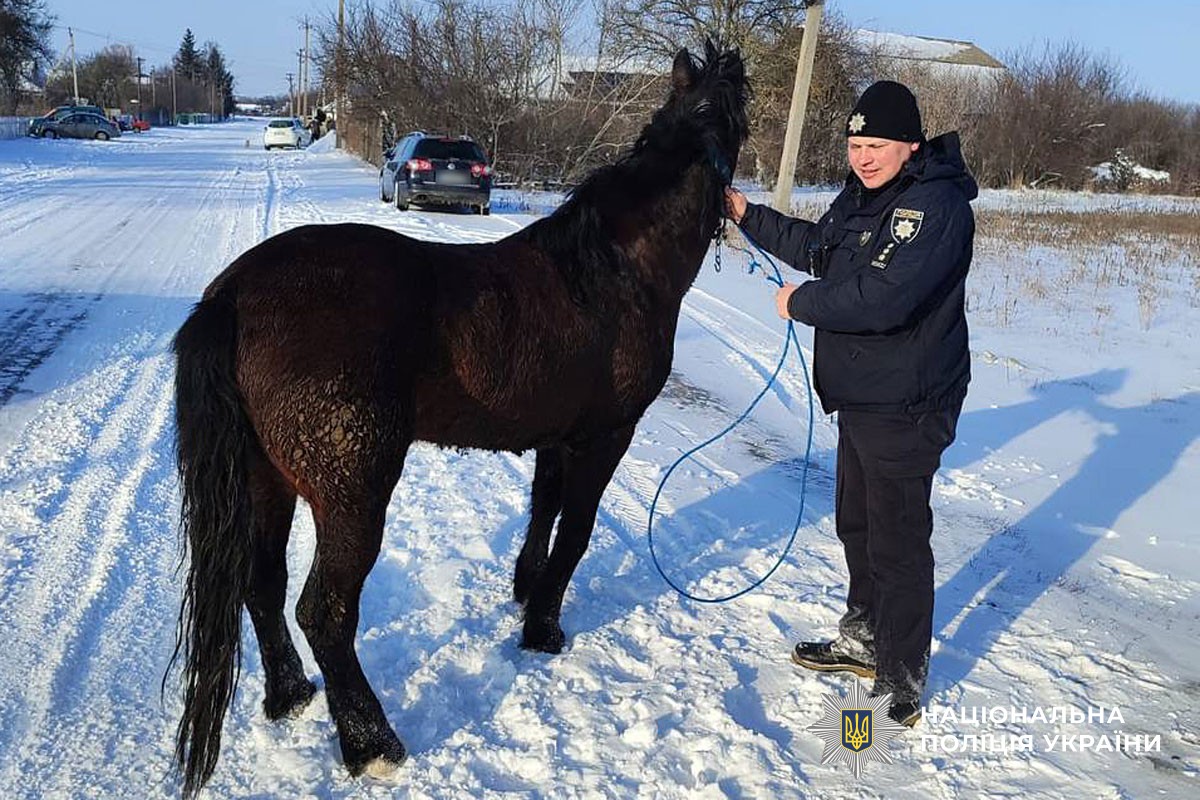 Поліція врятувала коня