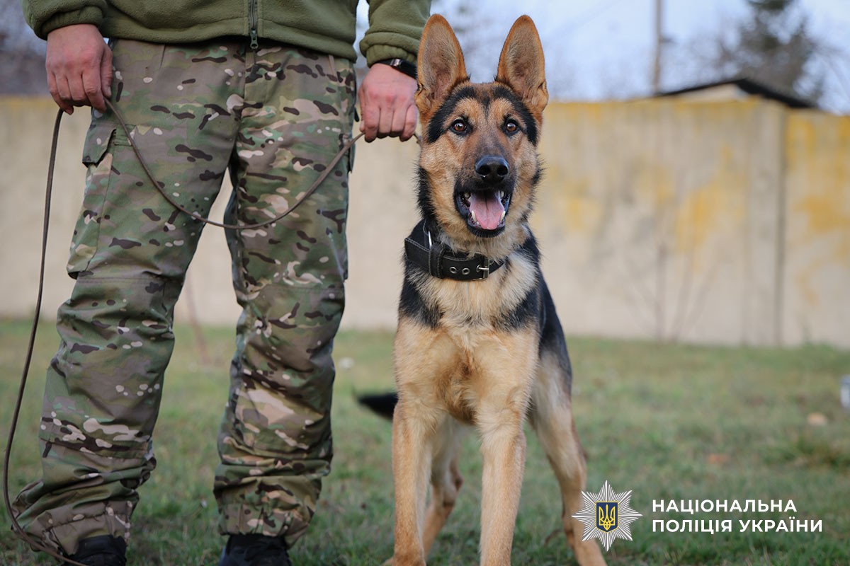 Прикордонники на каністерапії у кінологів поліції