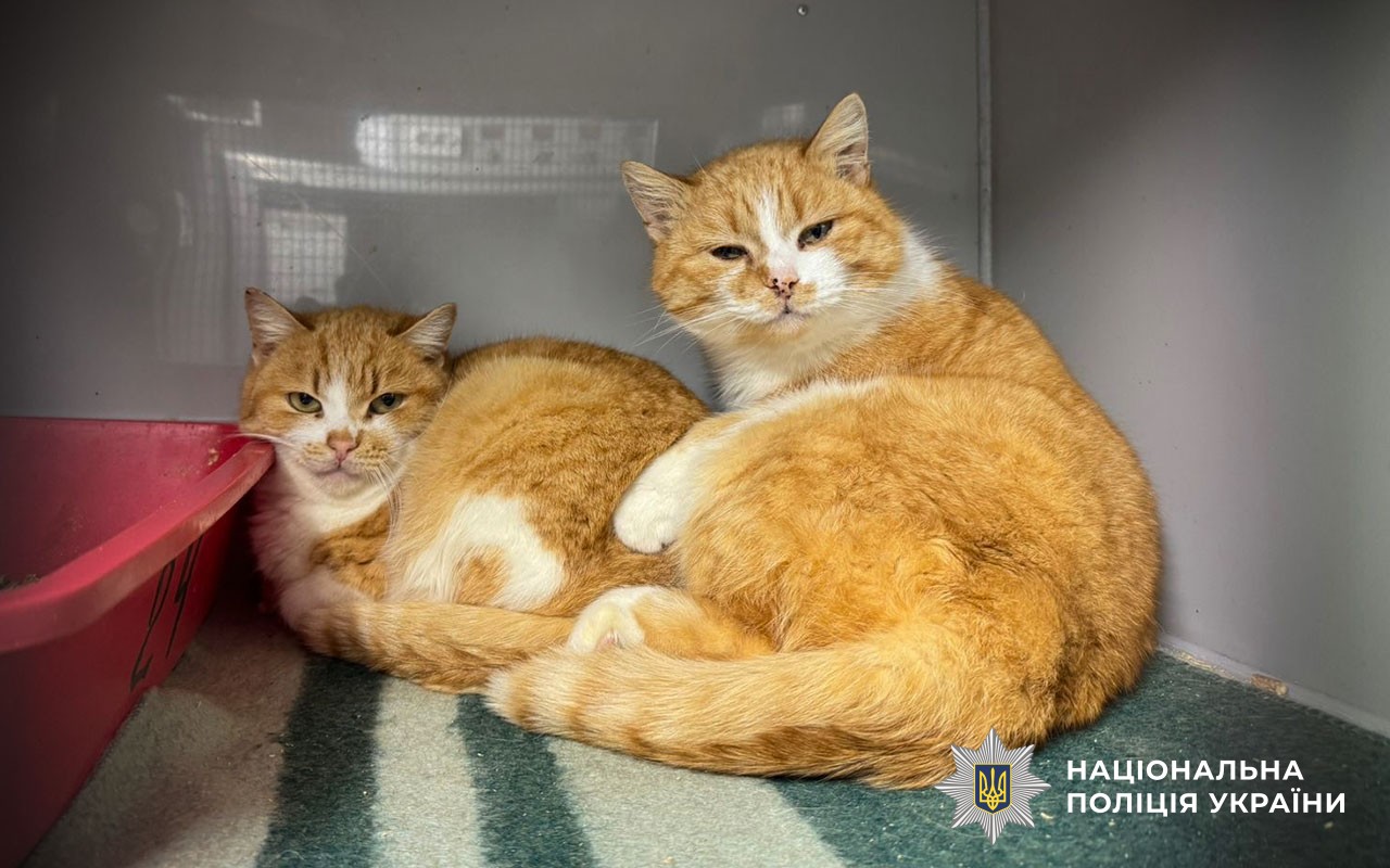 Поліцейські Кременчука разом зі школярами передали допомогу безпритульним тваринам