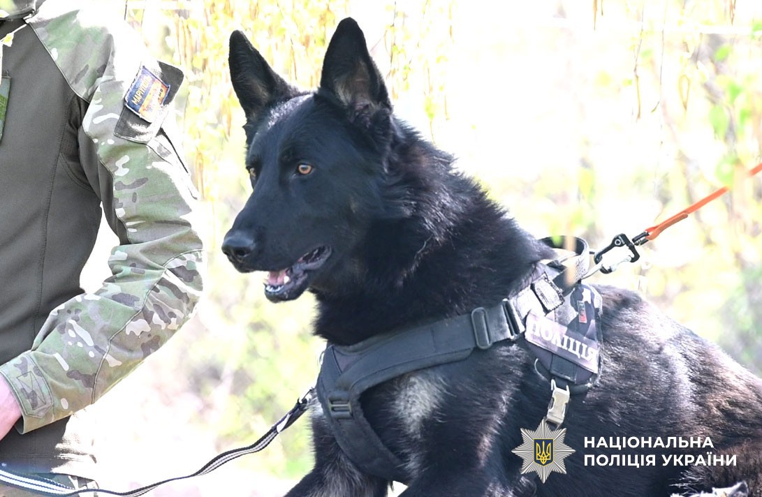 кінолог зі службовою собакою